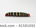 Aoba seri larva white background 81581092