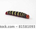 Aoba seri larva white background 81581093