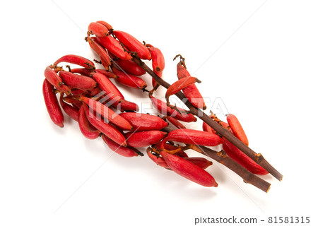 血紅肉果蘭 81581315