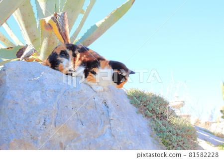 Calico cat sitting on a rock outdoors on a sunny day 81582228