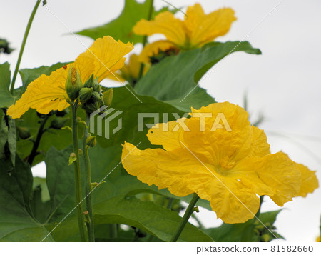 Yellow flower of loofah, Nojiricho Kamiya, Kobayashi City, Miyazaki Prefecture 81582660