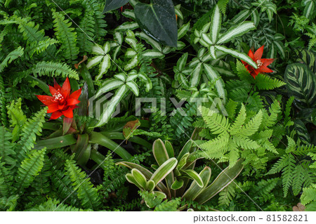 Tropical plant 81582821