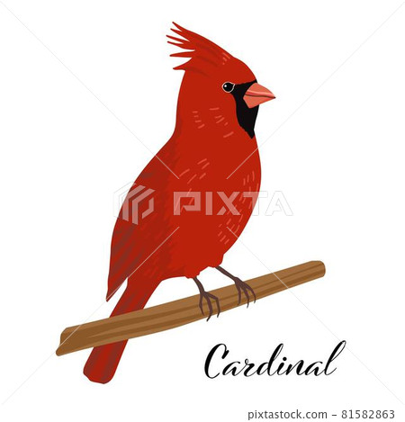 美國野鳥紅衣主教 Northern Cardinal 81582863