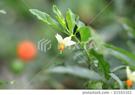 冬季珊瑚花和橙色水果 81583101