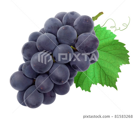 Grape Kyoho Illustration Real Leaf Grape Kyoho Illustration Real Leaf 81583268