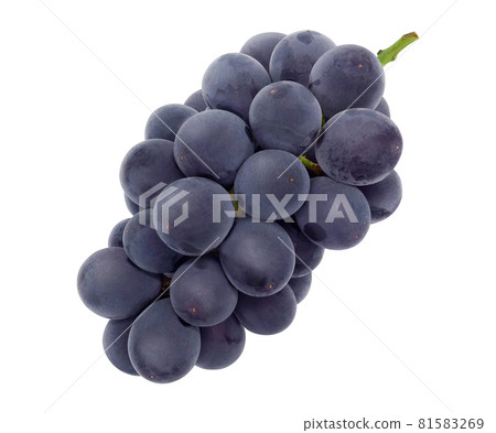 Grape Kyoho illustration realistic 81583269