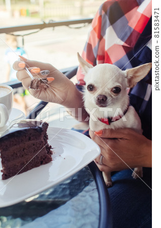Glamorous girl feeds mini chihuahua with chocolate cake. Rest in a cafe. Improper handling of pets. Feeding dogs with chocolate. Pet in cute clothes. Dangerous habits and actions of people Glamorous girl feeds mini chihuahua with chocolate cake. Rest in a cafe. Improper handling of pets. Feeding dogs with chocolate. Pet in cute clothes. Dangerous habits and actions of people 81583471