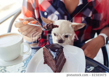 Glamorous girl feeds mini chihuahua with chocolate cake. Rest in a cafe. Improper handling of pets. Feeding dogs with chocolate. Pet in cute clothes. Dangerous habits and actions of people Glamorous girl feeds mini chihuahua with chocolate cake. Rest in a cafe. Improper handling of pets. Feeding dogs with chocolate. Pet in cute clothes. Dangerous habits and actions of people 81583473