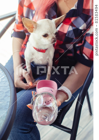 A mini chihuahua sits on the lap of its owner and drinks water from a dog drinker. Pet care concept. Portable container for water. Lifestyle for pets and people 81583494
