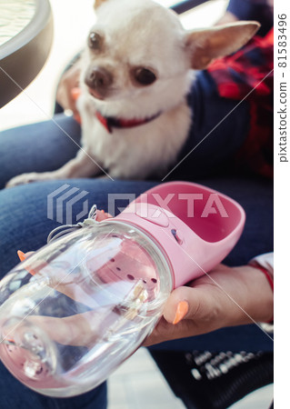 A mini chihuahua sits on the lap of its owner and drinks water from a dog drinker. Pet care concept. Portable container for water. Lifestyle for pets and people 81583496