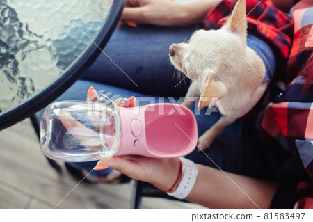 A mini chihuahua sits on the lap of its owner and drinks water from a dog drinker. Pet care concept. Portable container for water. Lifestyle for pets and people 81583497