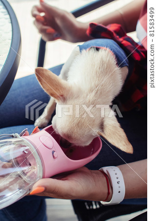 A mini chihuahua sits on the lap of its owner and drinks water from a dog drinker. Pet care concept. Portable container for water. Lifestyle for pets and people 81583499