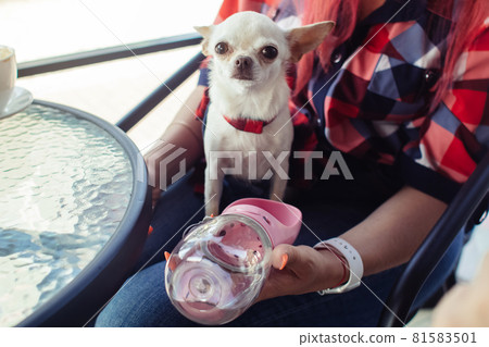 A mini chihuahua sits on the lap of its owner and drinks water from a dog drinker. Pet care concept. Portable container for water. Lifestyle for pets and people 81583501