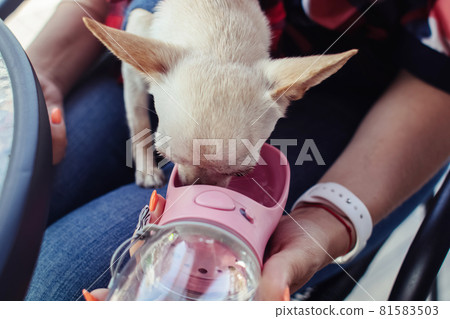 A mini chihuahua sits on the lap of its owner and drinks water from a dog drinker. Pet care concept. Portable container for water. Lifestyle for pets and people 81583503