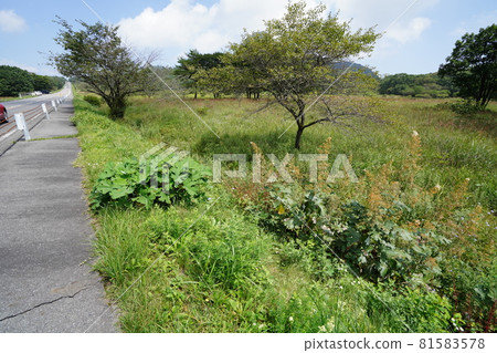 Gunma Prefecture Haruna Kogen Ikaho-Lake Haruna Road to see the direction of the Yusuge Road promenade 81583578