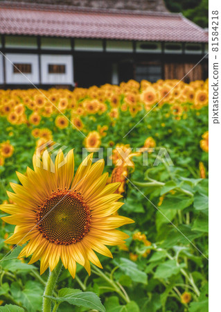 Sunflower field 81584218