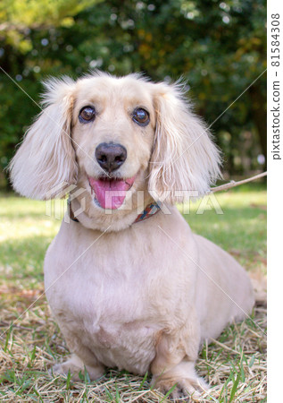 奶油迷你臘腸 81584308