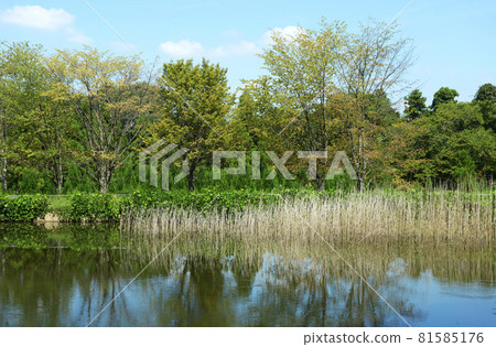 Yamanobe no Michi, a pond near the Omiwa Forest Observatory, Sakurai City, Nara Prefecture 81585176