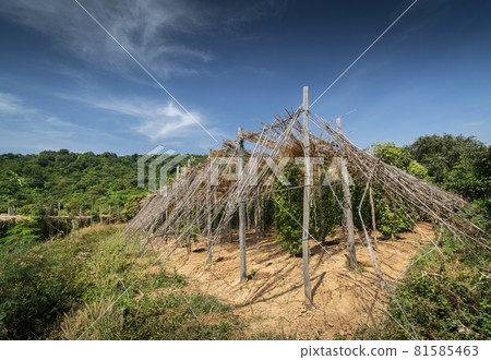organic pepper farm peppercorn trees cultivation view in kampot cambodia 81585463