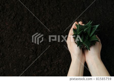 Female hands hold plant on soil background Female hands hold plant on soil background 81585759