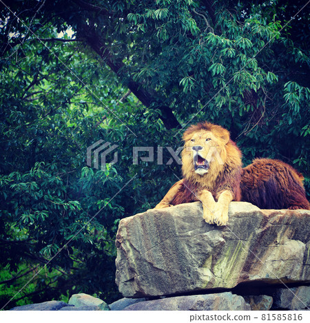 lion 81585816