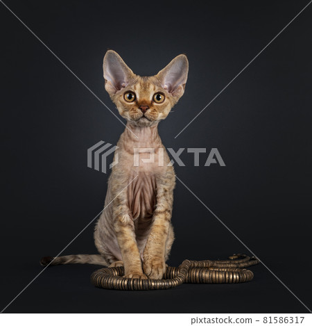 Devon Rex cat kitten on black background 81586317