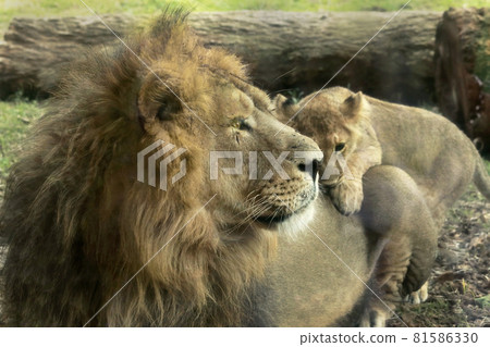 Father and son Father and son 81586330