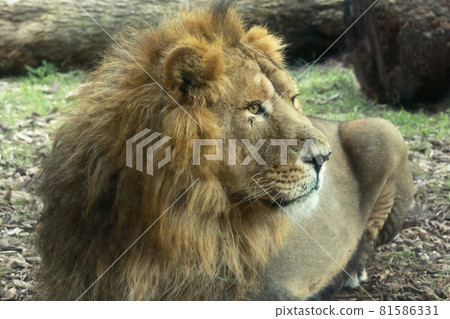 Portrait of a lion 81586331