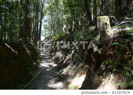 奈良縣山邊道櫻井市 81587024