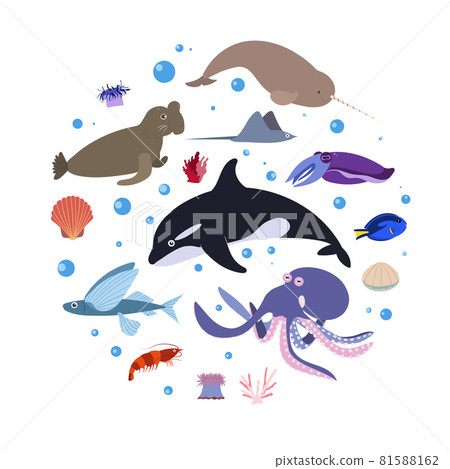 Design template with sea animal in circle for kid print. Round composition of marine animals, whale, octopus and narwhale, sea elephant. Vector set of underwater life in cartoon style. Design template with sea animal in circle for kid print. Round composition of marine animals, whale, octopus and narwhale, sea elephant. Vector set of underwater life in cartoon style. 81588162