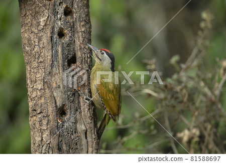 Grey Headed Woodpecker, Picus canus, male, Sattal, India Grey Headed Woodpecker, Picus canus, male, Sattal, India 81588697