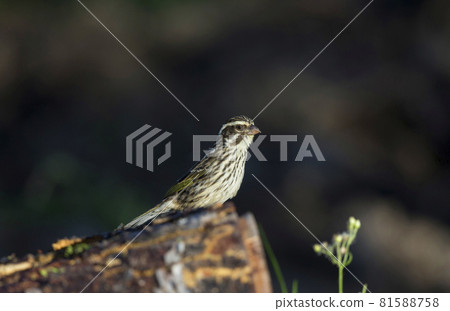 Weaver Bird, Kenya, Africa Weaver Bird, Kenya, Africa 81588758