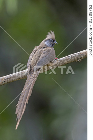 Speckled Mouse Bird,  Colius striatus, Kenya, Africa 81588762