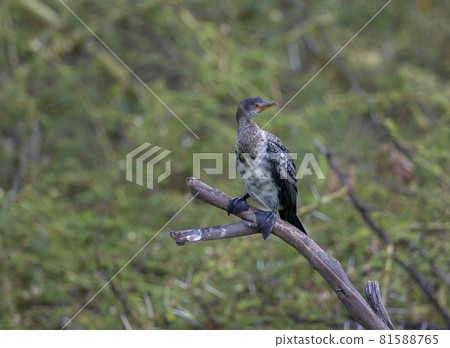 Long tailed cormorant,  Microcarbo africanus, Kenya, Africa, 81588765