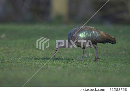 Hadada Ibis, Bostrychia hagedash, Kenya, Africa Hadada Ibis, Bostrychia hagedash, Kenya, Africa 81588768