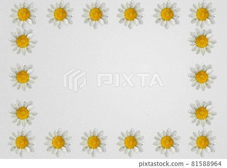 frame of white daisies on a white background frame of white daisies on a white background 81588964