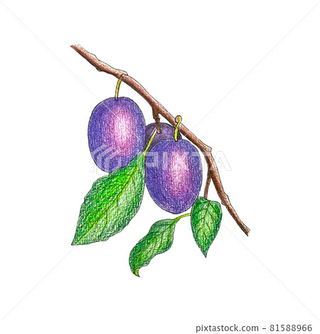 Plum branch with fruits and leaves, sketch, pencil hand drawing. Plum branch with fruits and leaves, sketch, pencil hand drawing. 81588966