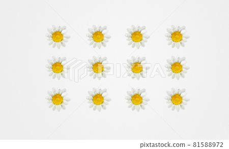 White daisy pattern with water droplets on white background White daisy pattern with water droplets on white background 81588972