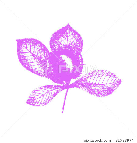Chestnut imprint stamp pink, vector hand drawing, icon, branch with leaves and fruit, isolated on white background. Chestnut imprint stamp pink, vector hand drawing, icon, branch with leaves and fruit, isolated on white background. 81588974
