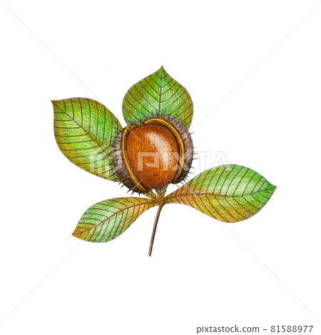 Drawing of an chestnut . Watercolor and pencil art. Branch with plant brown and green leaves. On a white background isolated. 81588977