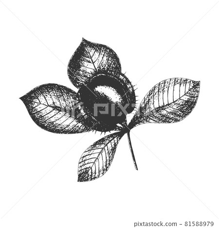 Chestnut imprint stamp black, vector hand drawing, icon, branch with leaves and fruit, isolated on white background. 81588979