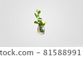A honeysuckle plant with green leaves and yellow flowers in a jar on a gray background 81588991