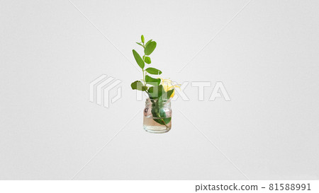 A honeysuckle plant with green leaves and yellow flowers in a jar on a gray background A honeysuckle plant with green leaves and yellow flowers in a jar on a gray background 81588991