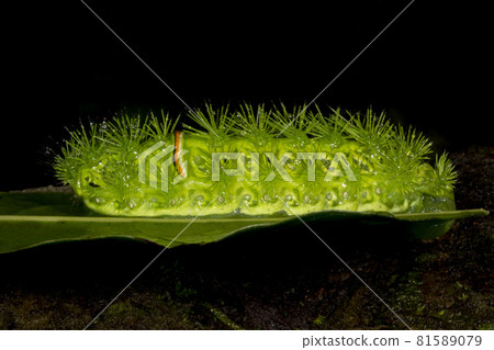 Slug Moth caterpillar, Amboli, India Slug Moth caterpillar, Amboli, India 81589079
