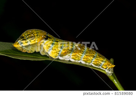 Malabar raven caterpillar, Amboli, India Malabar raven caterpillar, Amboli, India 81589080