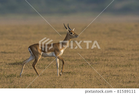 Young blackbuck known as the Indian antelope, Antilope cervicapra, Solapur, India Young blackbuck known as the Indian antelope, Antilope cervicapra, Solapur, India 81589111