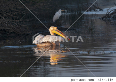 Rosy Pelican, Pelecanus onocrotalus, Jamnagar, India 81589116