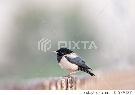 Rosy Starling, Pastor roseus, Jamanagar, India 81589127