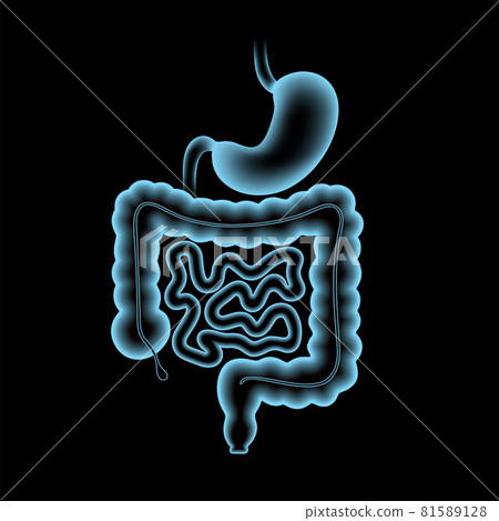 Digestive tract anatomy Digestive tract anatomy 81589128
