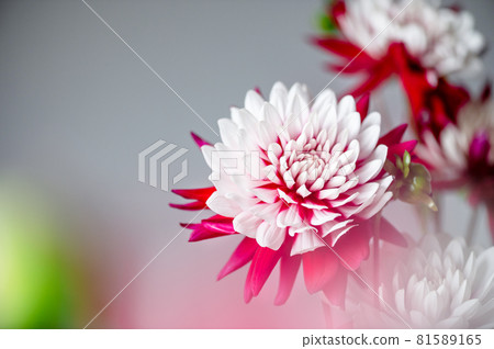 Bunch of red and white dahlias 81589165